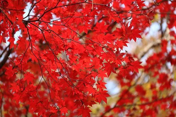 楠溪江賞楓葉景點(diǎn)推薦 楠溪江賞楓葉景點(diǎn)推薦